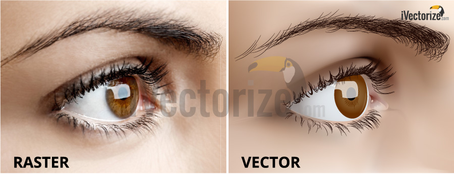 Raster eye picture and vector eye